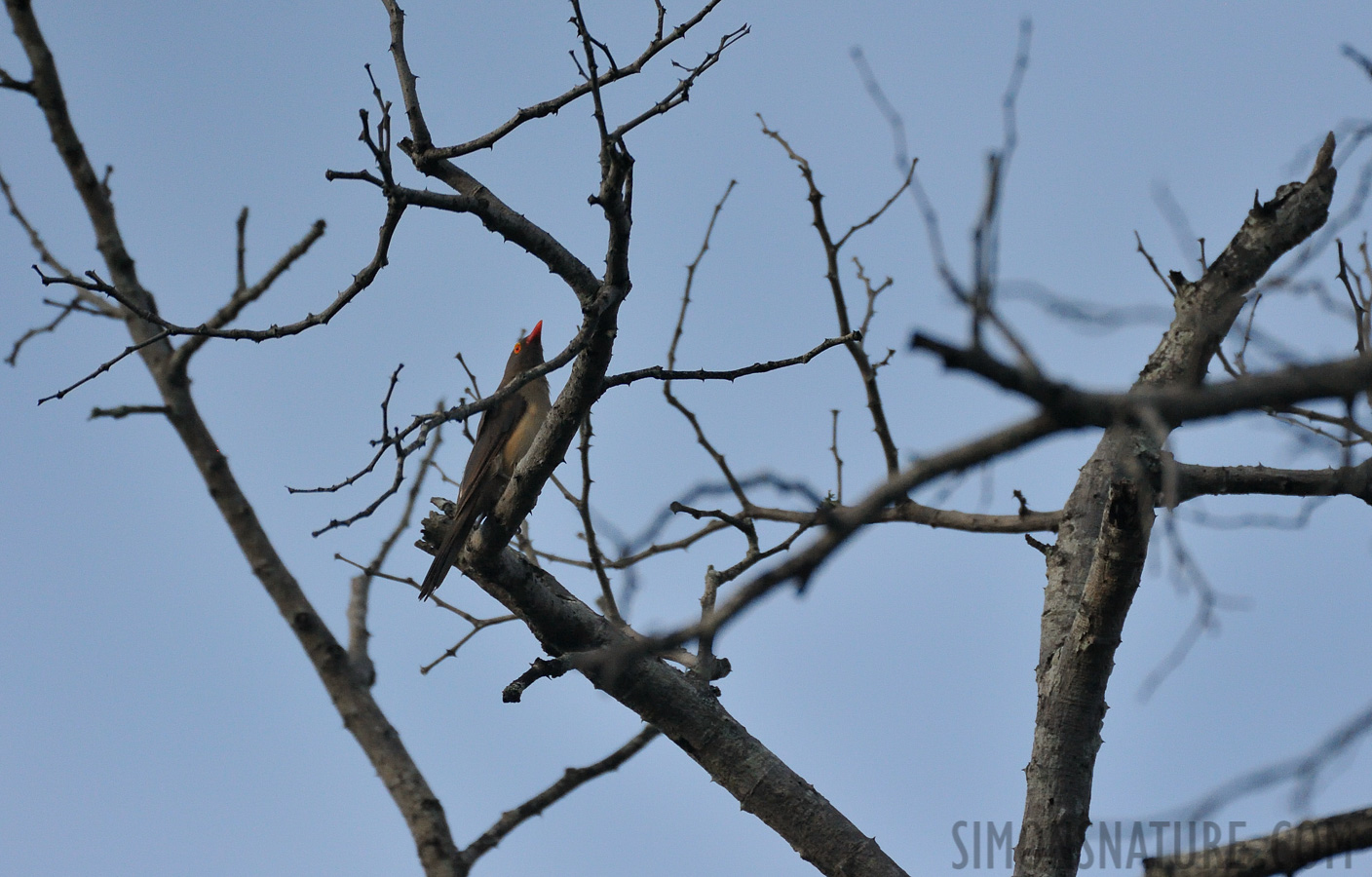 Buphagus erythrorhynchus [550 mm, 1/8000 sec at f / 6.3, ISO 2500]